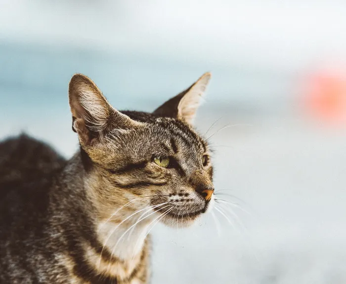欧洲，爱，女孩，神奇，酥脆，外观，博客，壁纸