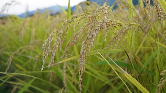 Koshihikari,水稻,美元,日本,Koshihikari水稻,生长,农业,作物 Koshihikari,水稻,美元,日本,Koshihikari水稻,生长,农业,作物