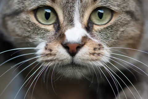 猫,关于,头,眼睛,毛皮,猫,小猫,哺乳动物 猫,关于,头,眼睛,毛皮,猫,小猫,哺乳动物