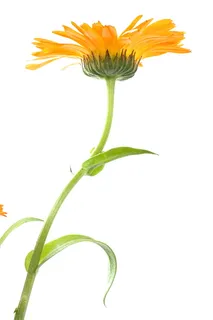 花，花，盛开，白色，盛开，红色，夏天，黄色