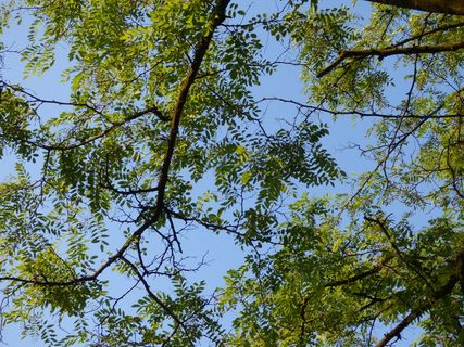 树木、树叶、树枝、间隙、天空、自然、绿色、植物