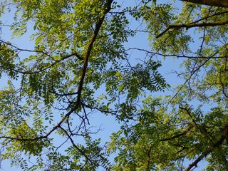 树木、树叶、树枝、间隙、天空、自然、绿色、植物