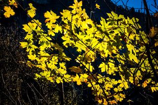约塞米蒂，约塞米蒂山谷，国家公园，景观，自然，天空，旅游，风景