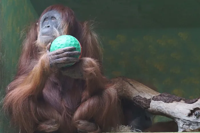 猴子，oran utan，多梦，哺乳动物，无人，脊椎动物，头发，白天