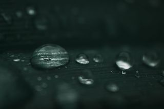 水滴、球体、海龟、动物、爬行动物、海洋生物、植物、花