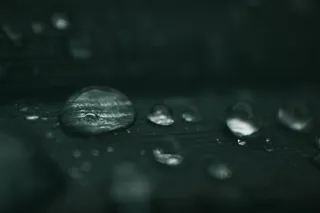 水滴、球体、海龟、动物、爬行动物、海洋生物、植物、花