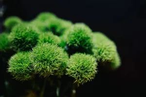 五颜六色的花束收藏