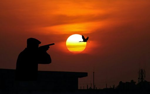 狩猎，鸟，太阳，黄昏，武器，猎枪，天空，自然