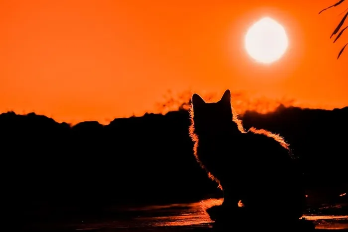 猫的轮廓，满月，月亮，日落，猫，阴影，轮廓，自然