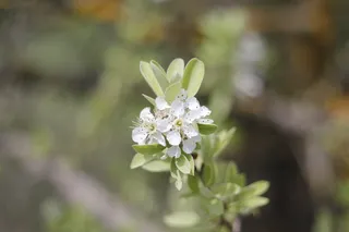 花，绿色，植物，自然，花园，绿地，花，黄色