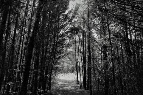 黑白, 自然, 森林, 树, 单色, 户外活动, 路径, 通路