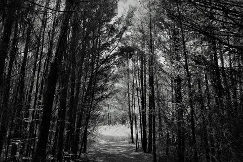 黑白, 自然, 森林, 树, 单色, 户外活动, 路径, 通路 黑白, 自然, 森林, 树, 单色, 户外活动, 路径, 通路