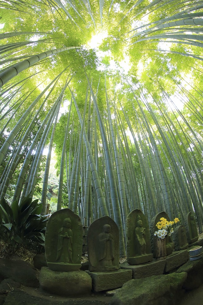 石碑，旁边，竹草，白天，大自然，树叶，绿色，竹子