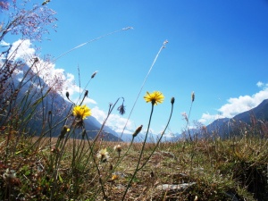 新西兰，山谷，风景，景观，地面，黑土，天空，花