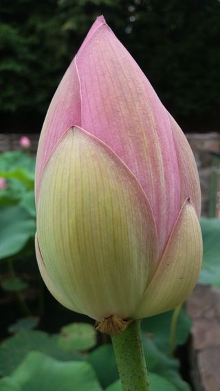 百合，睡莲，花，绿色，新鲜，湖泊，水，自然