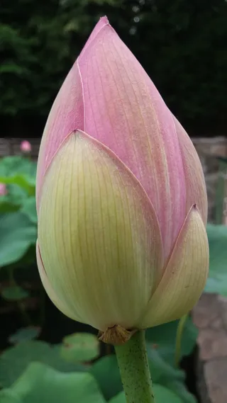 百合，睡莲，花，绿色，新鲜，湖泊，水，自然