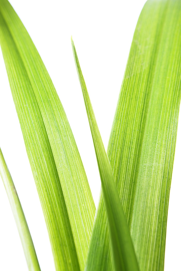 特写、孤立、树叶、嫩脉、绿色、水平、田野、夏季