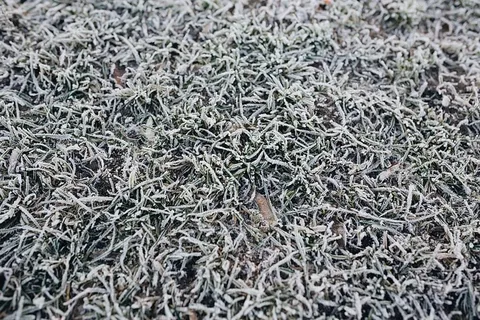 早晨霜冻覆盖了草地 早晨霜冻覆盖了草地