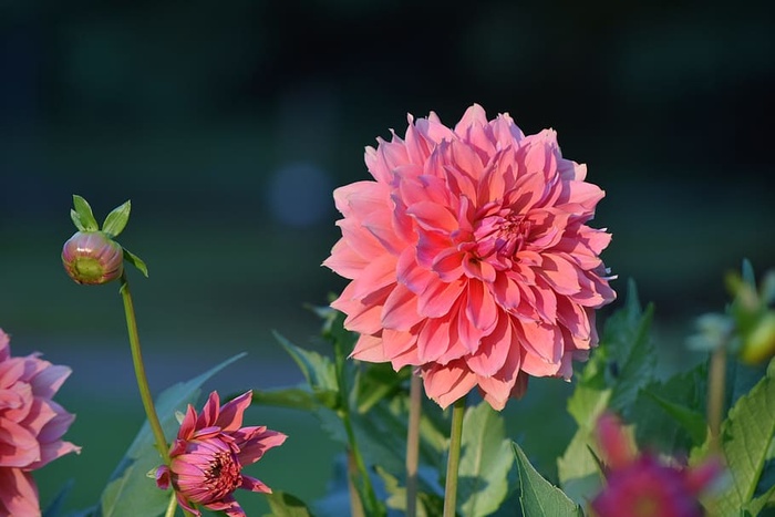 大丽花，花朵，花朵，花朵，花园，大丽花，自然，红色