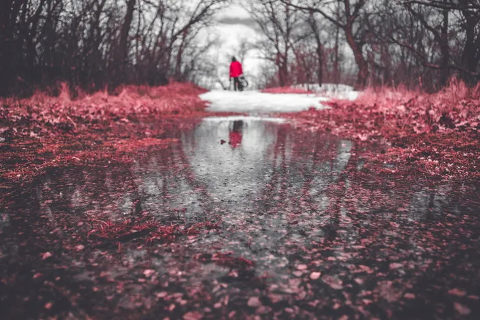森林, 冻结, 水坑, 反射, 冰, 雪, 植物, 叶子