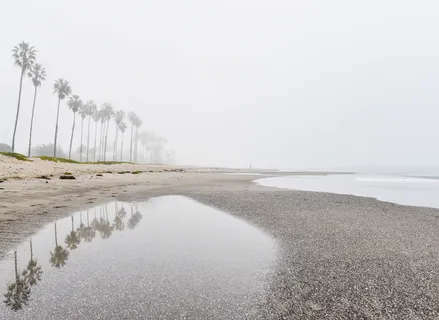倒影,椰子树,海滩,海岸,附近,椰子,树,白天 倒影,椰子树,海滩,海岸,附近,椰子,树,白天