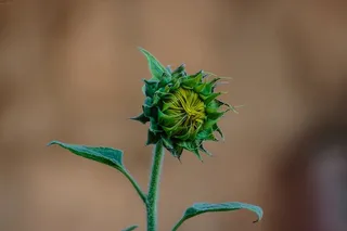 向日葵特写照片