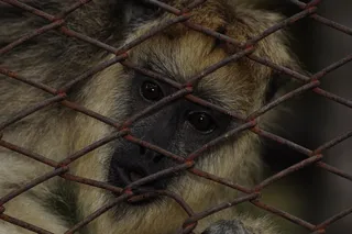 mono、nature、macaco、灵长类、哺乳动物、笼子、一只动物、圈养动物