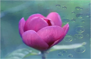 花，芙蓉，花瓣，细节，颜色，美丽，自然，纹理