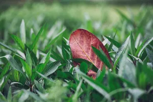 自然，绿色，植物，草，落叶，树叶，树叶，叶脉