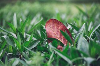 自然，绿色，植物，草，落叶，树叶，树叶，叶脉