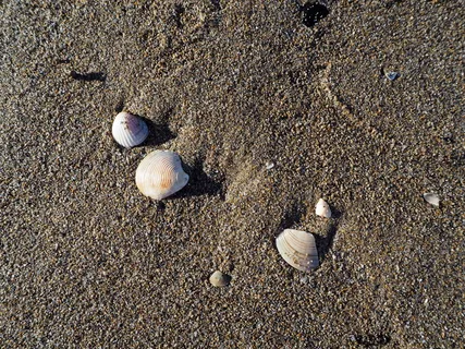 贻贝,海,海滩,贻贝壳,假日,贝壳,漂浮物,隔离 贻贝,海,海滩,贻贝壳,假日,贝壳,漂浮物,隔离