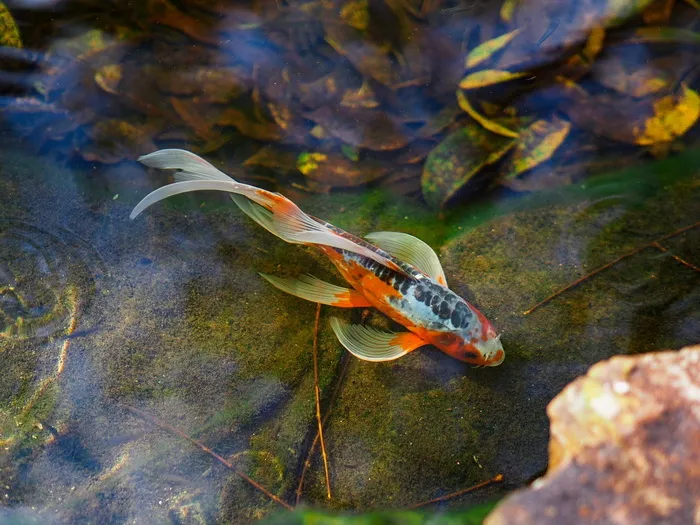 湖泊天数