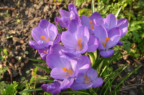 自然，花，番红花，紫色，杵，春天，开花植物，植物
