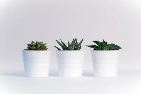 三株绿色的植物在白色的陶罐里 三株绿色的植物在白色的陶罐里