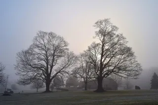 雾, 树, 太阳, 早上, 景观, 森林, 自然, 薄雾
