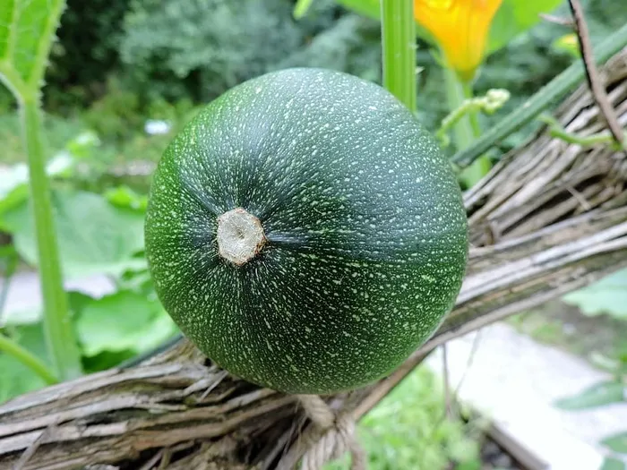 西葫芦，花园，土伦，葡萄藤，食品，蔬菜园，西葫芦植物，栽培