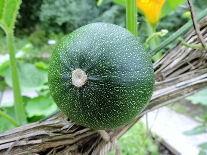 西葫芦,花园,土伦,葡萄藤,食品,蔬菜园,西葫芦植物,栽培 西葫芦,花园,土伦,葡萄藤,食品,蔬菜园,西葫芦植物,栽培