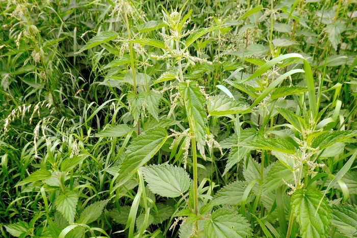 夏季草甸，荨麻，高草，绿色，绿色，植物，生长，自然之美