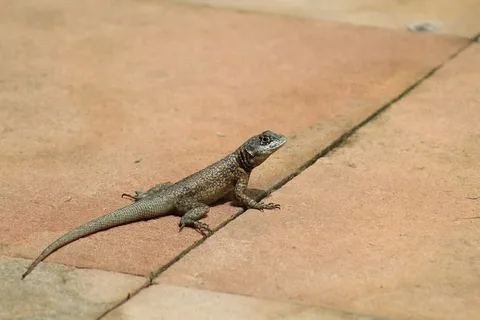 自然、蜥蜴、动物、爬行动物、脊椎动物、热带、野生、动物群