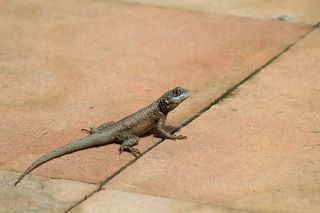 自然、蜥蜴、动物、爬行动物、脊椎动物、热带、野生、动物群