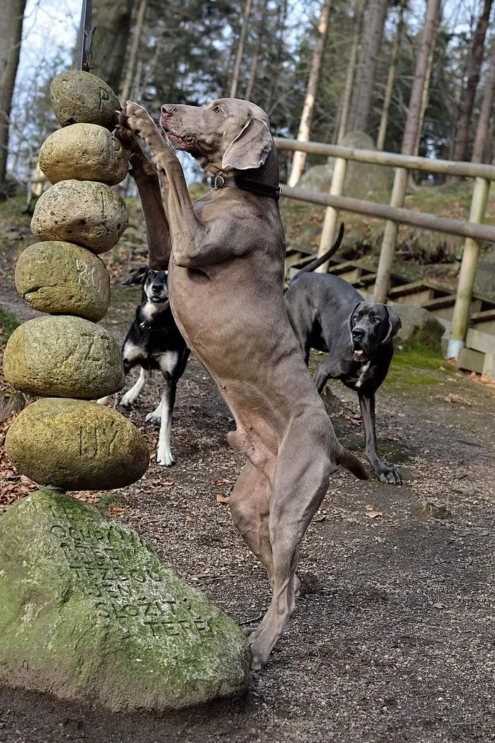 Weimaranar、站立的狗、石头、哺乳动物、动物主题、动物、宠物、家畜