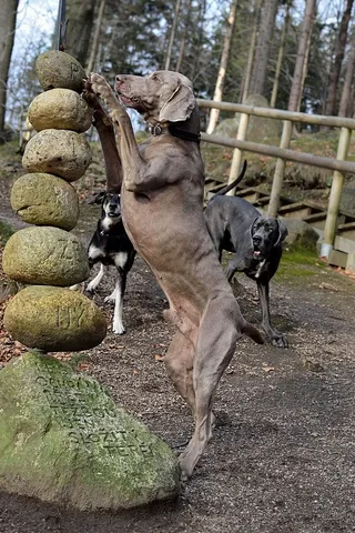 Weimaranar、站立的狗、石头、哺乳动物、动物主题、动物、宠物、家畜