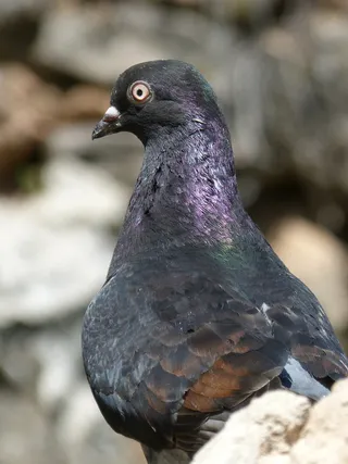 Bird、Paloma、Irrescent、vol catalan colom、race、鸽子比赛、priorat、montsant