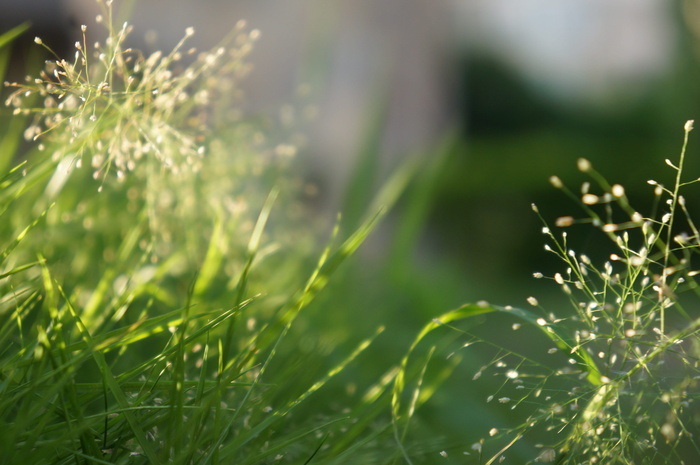 颗粒、水果、绿色、草坪、植物、生长、自然之美、绿色