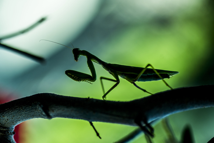 昆虫、螳螂、螳螂目、大型、微型、无脊椎动物、野生动物、野生动物