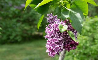 丁香，稀有颜色组合，花，花园，春天，开花植物，植物，新鲜度