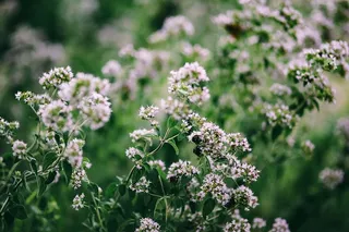 花园里的花、水果和蔬菜