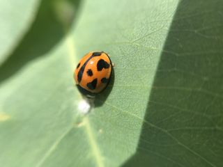 澳大利亚, ​​贝拉维斯塔, 59 北岭大道, 昆虫, 瓢虫, bug, 叶, 橙色