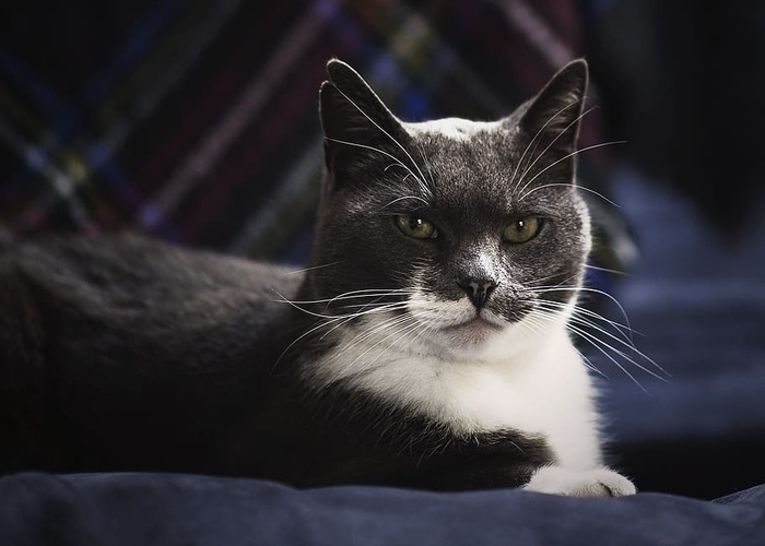 绿眼睛灰猫照片