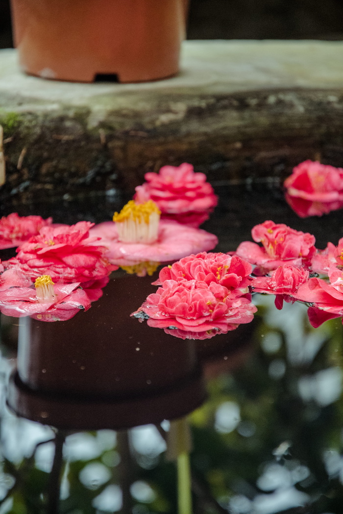 水礼来海报，花朵，开花植物，植物，新鲜度，粉红色，自然之美，花瓣